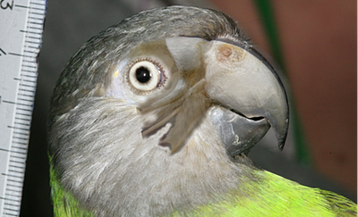 Image of Senegal parrot with skull overlaid